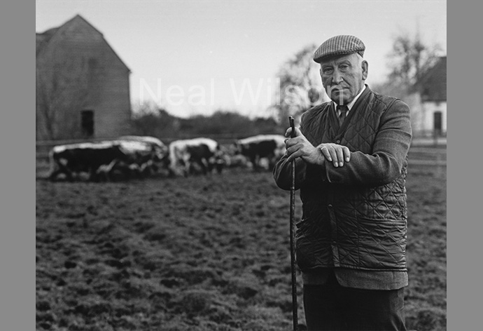 Farmer With Cattle